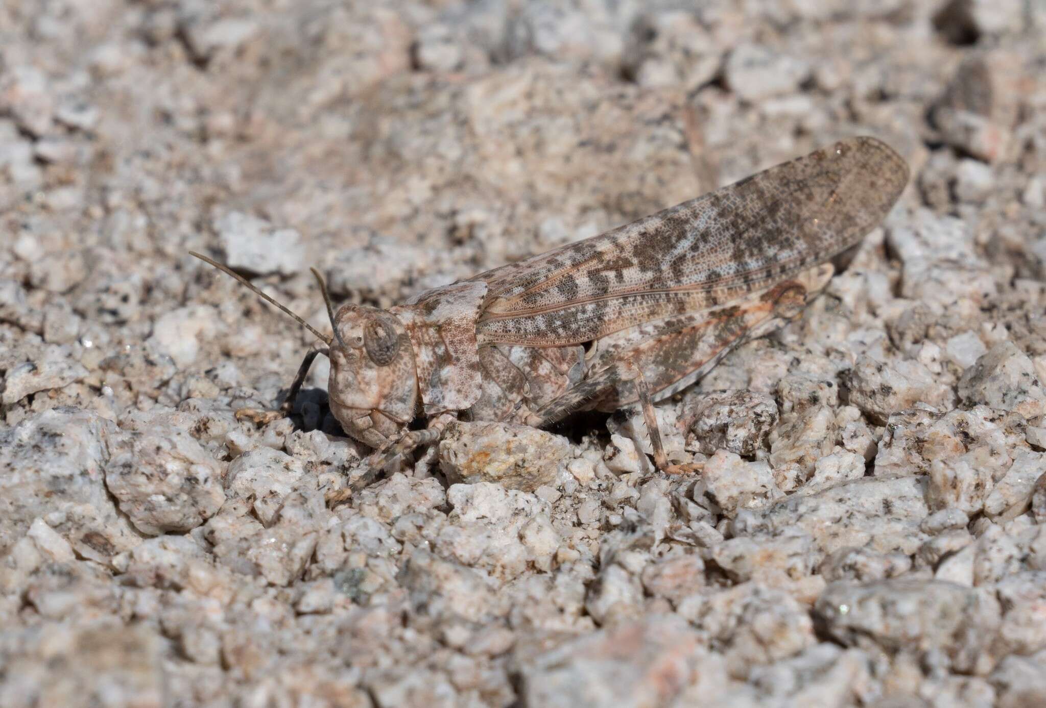 Image of Shasta Grasshopper