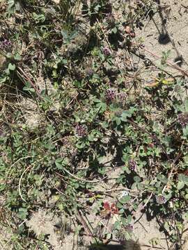 صورة Trifolium albopurpureum Torr. & A. Gray