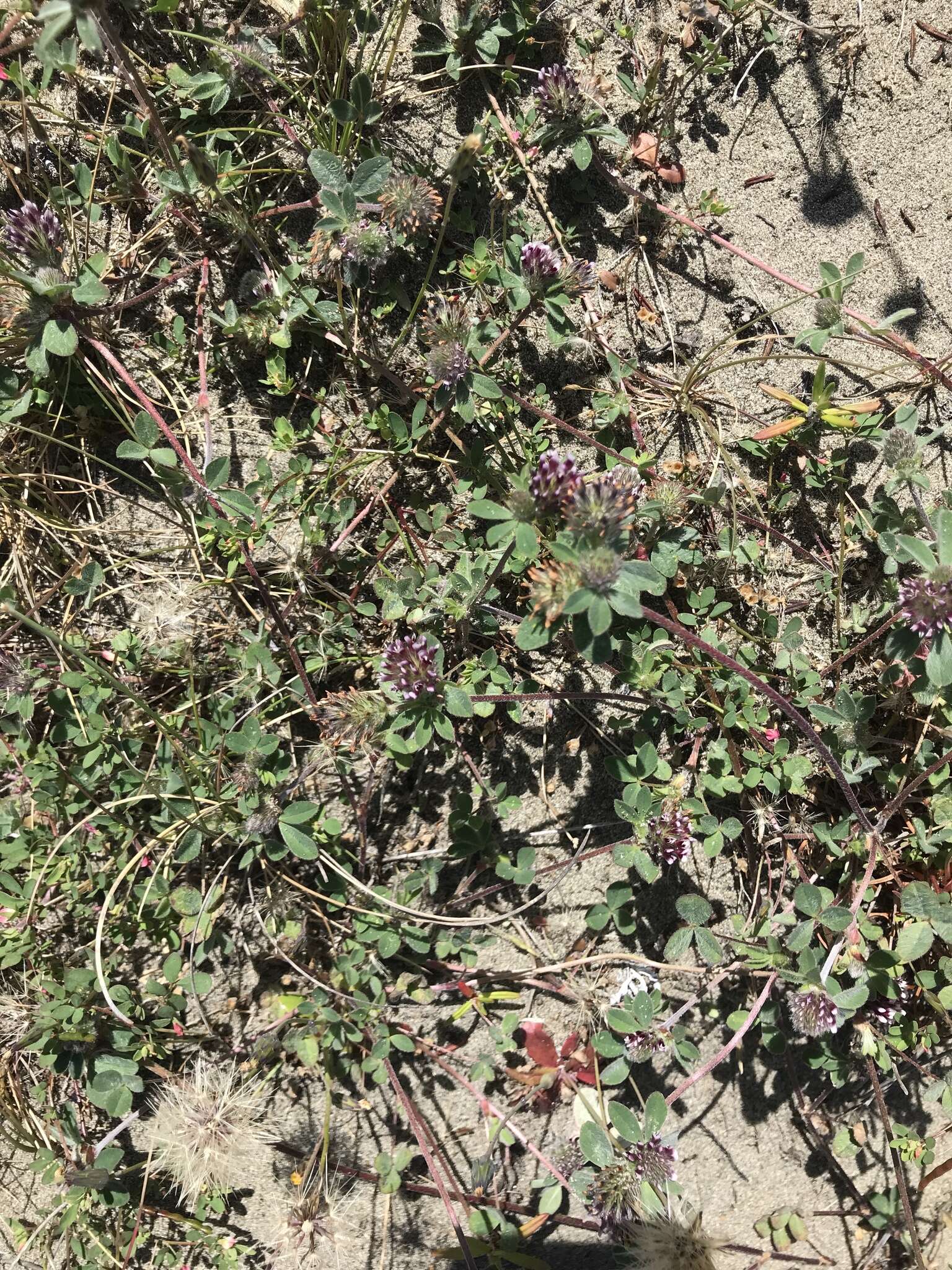 صورة Trifolium albopurpureum Torr. & A. Gray