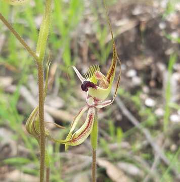 Image of Mantis orchids