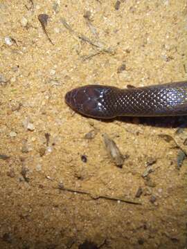 Image of Bibron’s Stiletto Snake