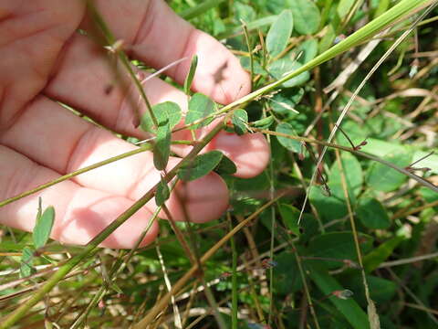 Imagem de Desmodium marilandicum Darl.