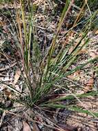 Anisopogon resmi