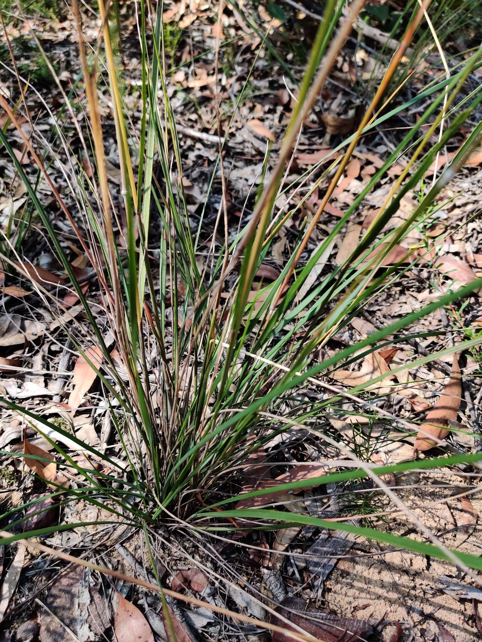 Plancia ëd Anisopogon