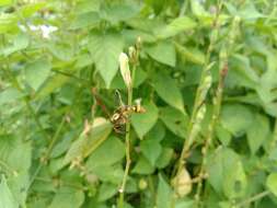 Image of Yellow and black potter wasp