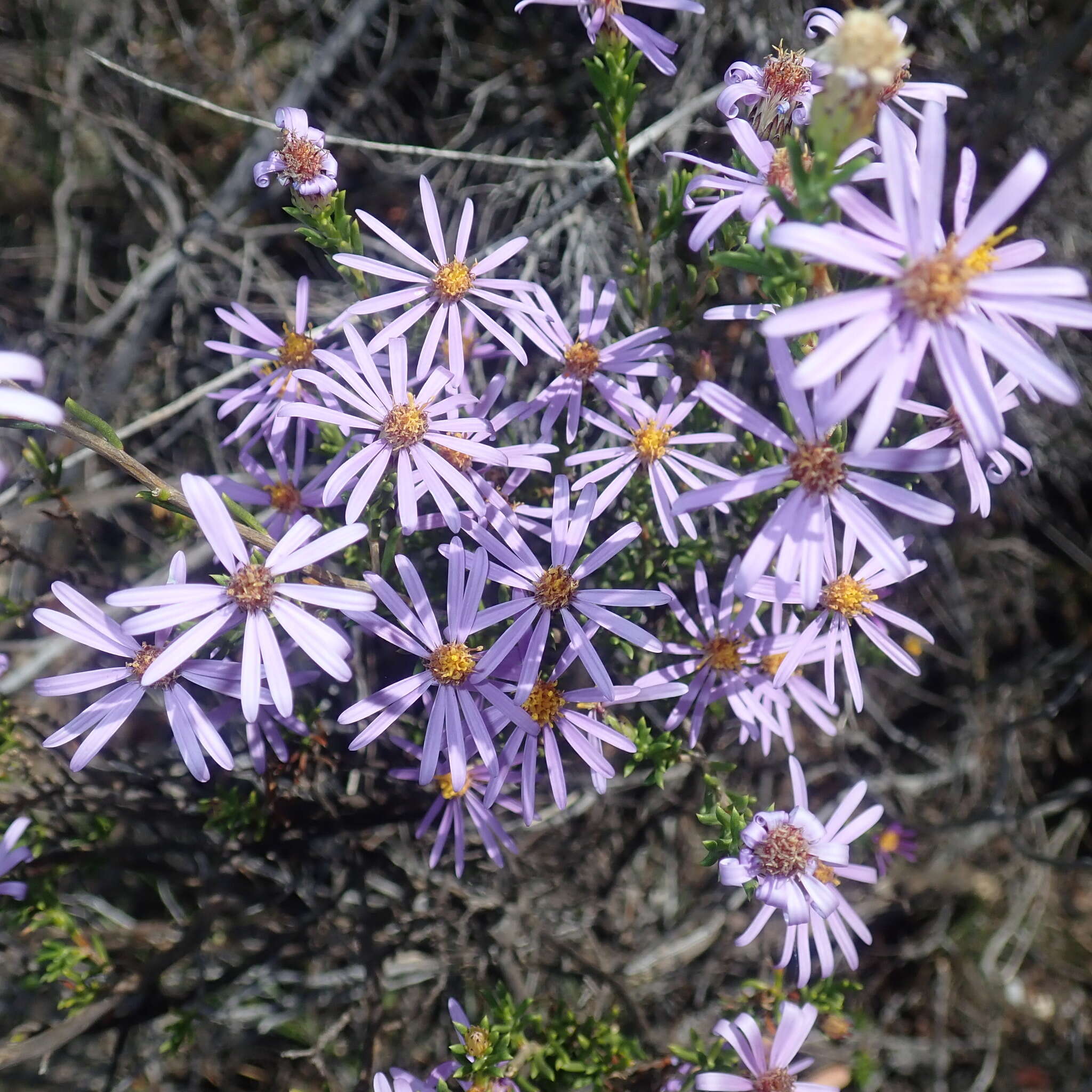 Image de Felicia filifolia subsp. filifolia