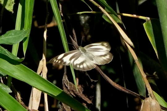 Image of Appias libythea peducaea