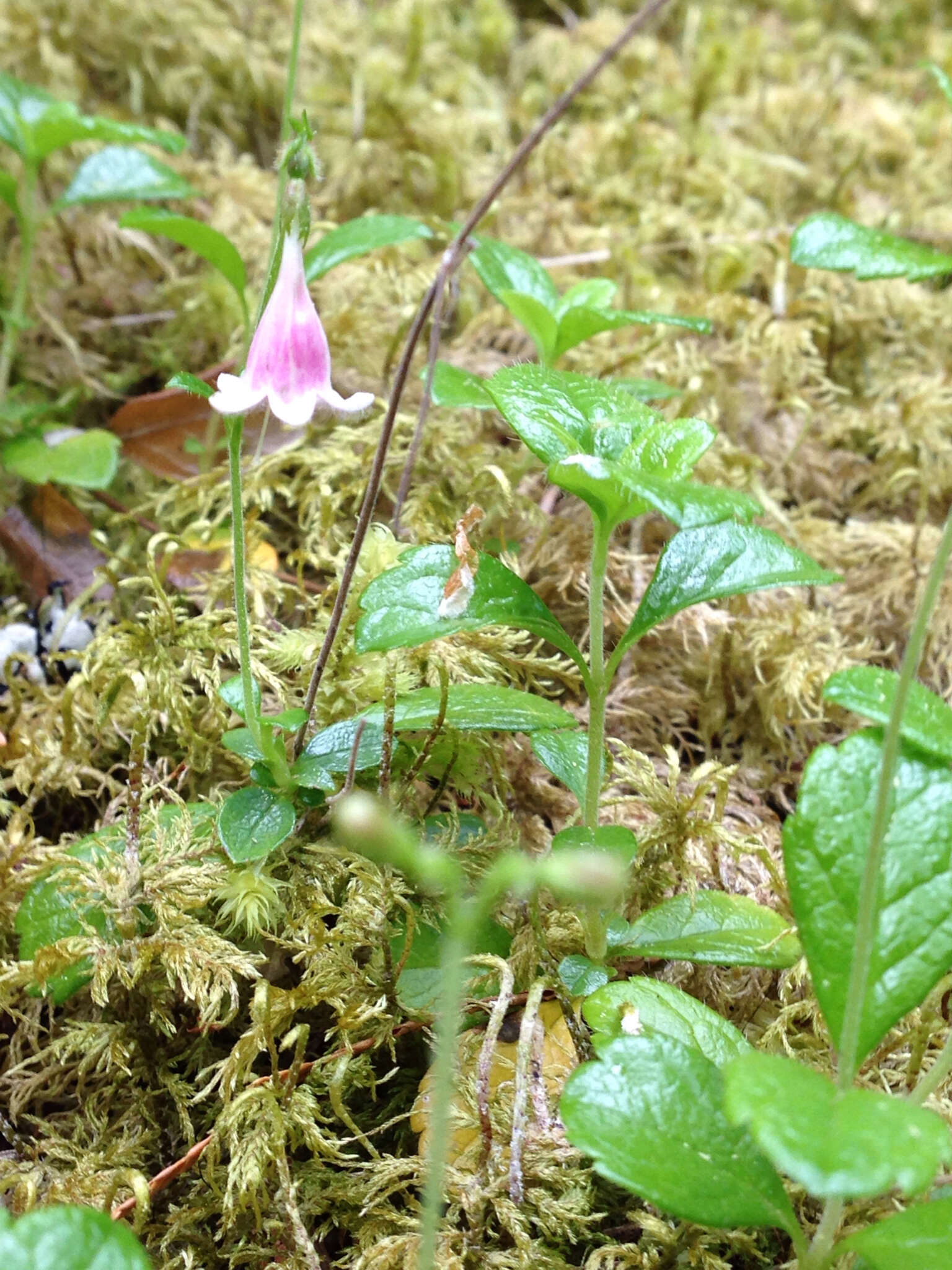 Image de Linnaea borealis L.