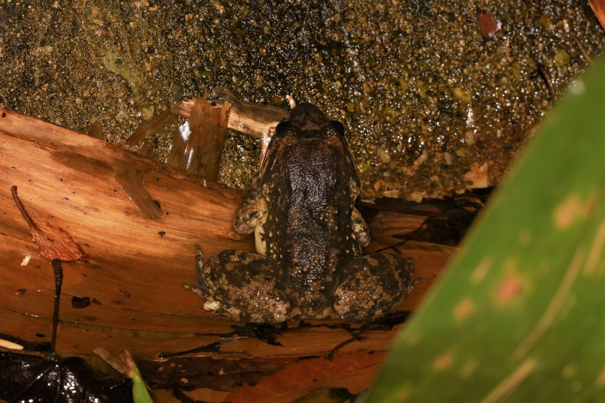 Limnonectes taylori Matsui, Panha, Khonsue & Kuraishi 2010的圖片