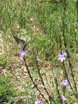 Image of Gulf vervain