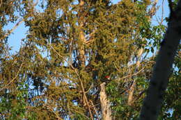 Image of Dryocopus pileatus abieticola (Bangs 1898)