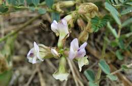 Sivun Astragalus obcordatus Ell. kuva