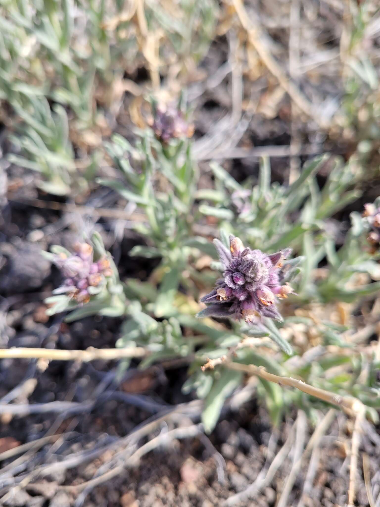 Imagem de Stachys rothrockii A. Gray