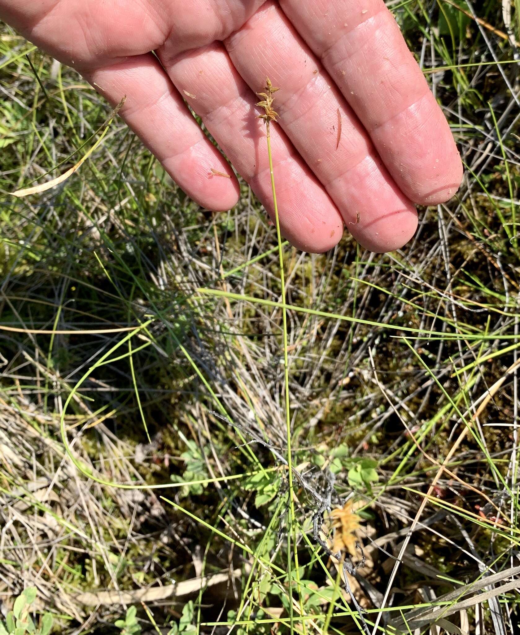 Image of Coastal sedge