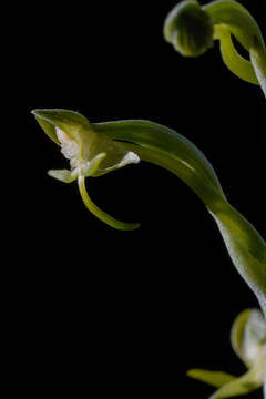 Image of Habenaria arenaria Lindl.