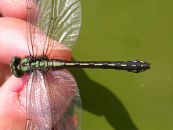 صورة Ophiogomphus anomalus Harvey 1898