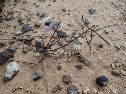 Imagem de Brassica repanda subsp. saxatilis (DC.) Heywood