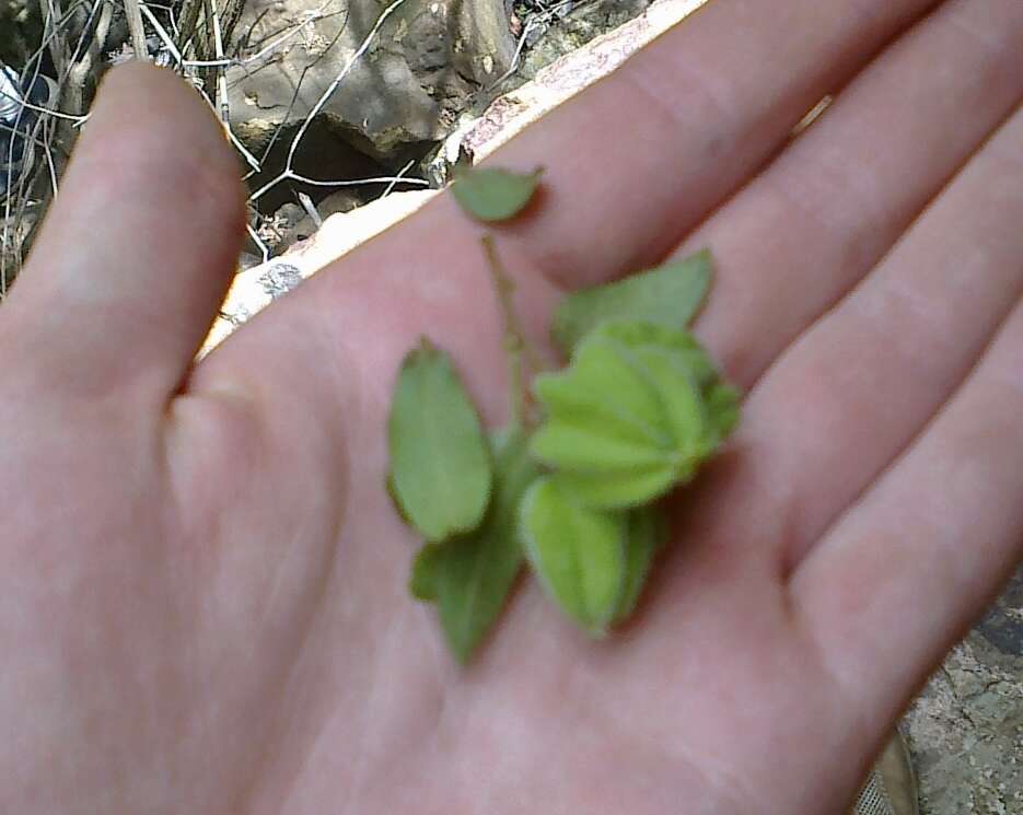 Слика од Diospyros whyteana (Hiern) F. White