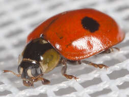 Image of twospotted lady beetle