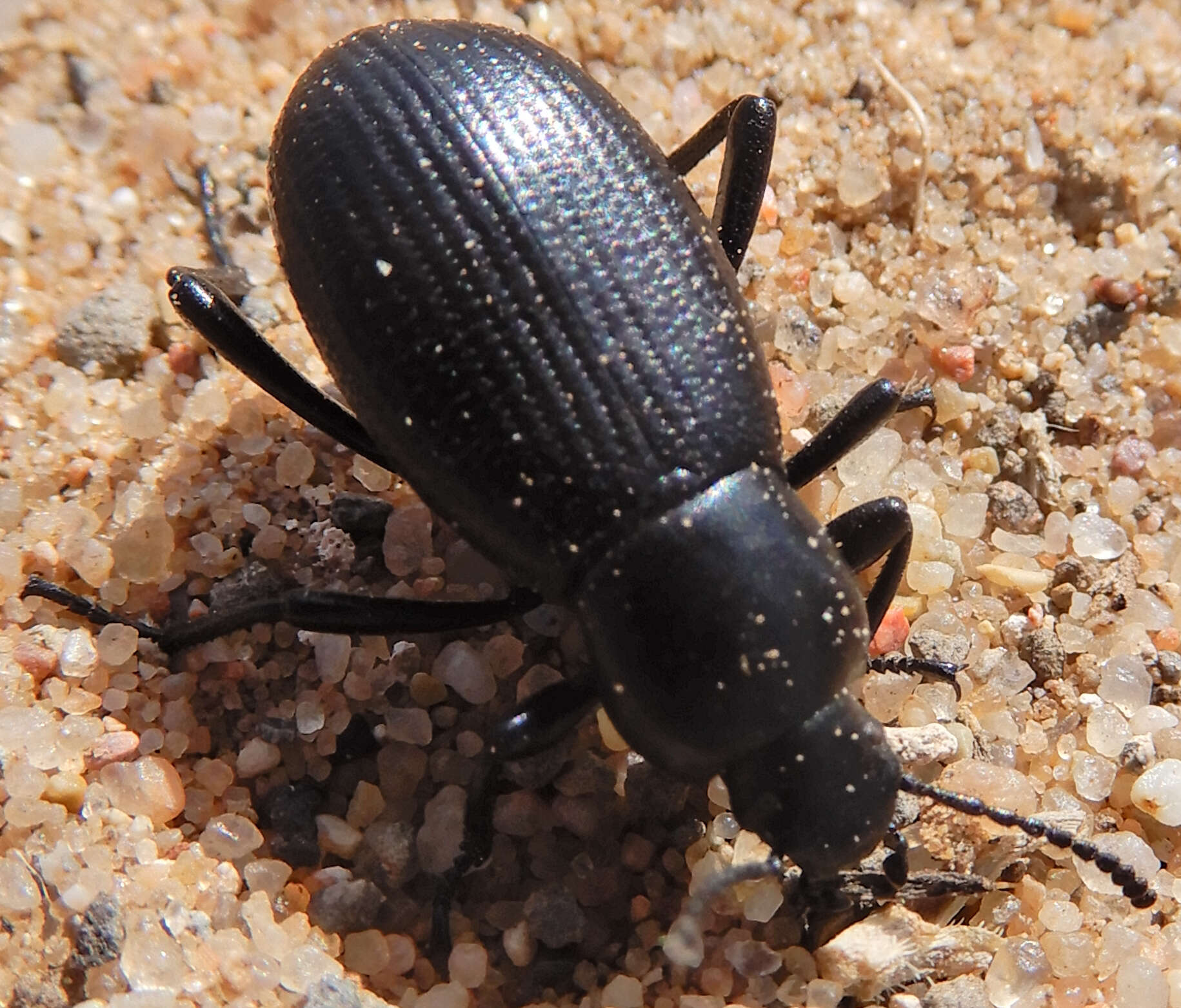 Image of Eleodes (Melaneleodes) carbonaria (Say 1824)