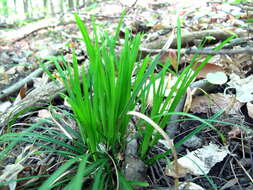 Image of Longstalk sedge