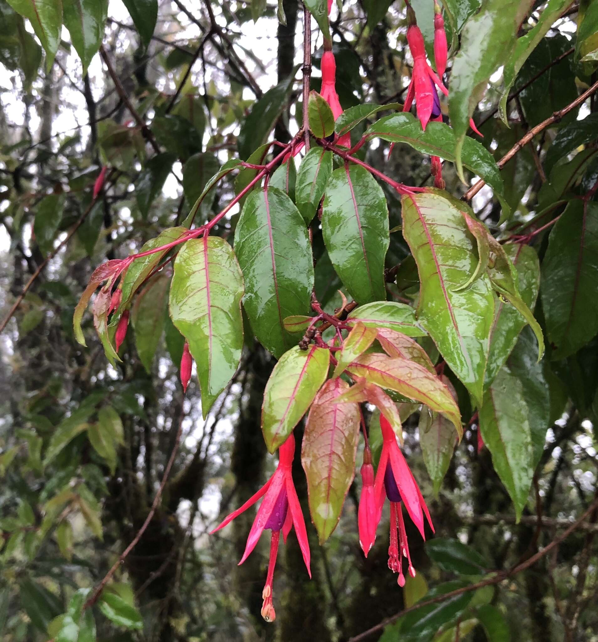 Image of Fuchsia regia (Vand. ex Vell.) Munz