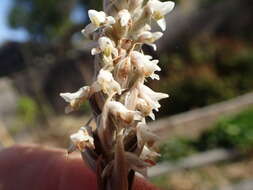 Image of Lawn orchid