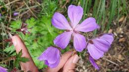 Image of Geranium atlanticum Boiss.