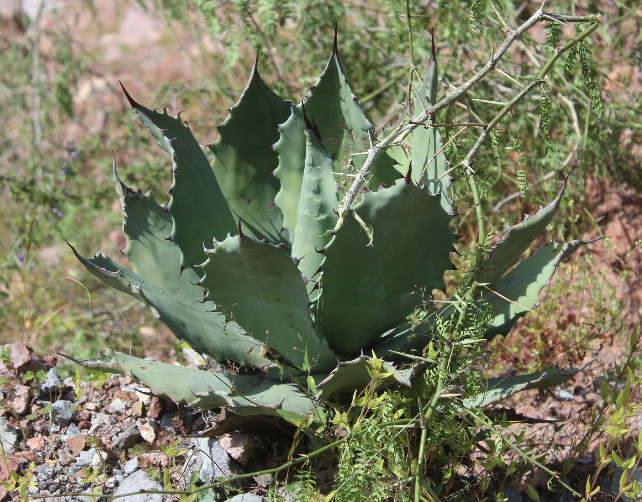 Image of Agave shrevei subsp. shrevei