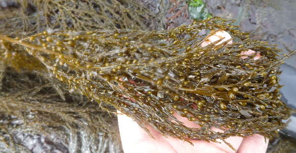 Слика од Sargassum muticum