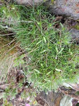 Image of Plantago subulata L.