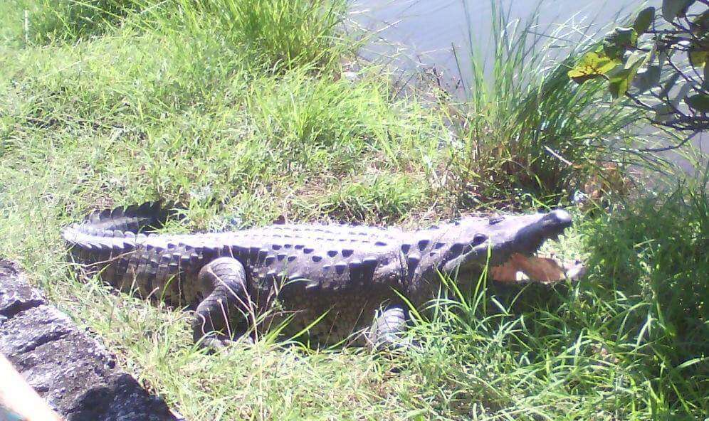 Image of Belize Crocodile