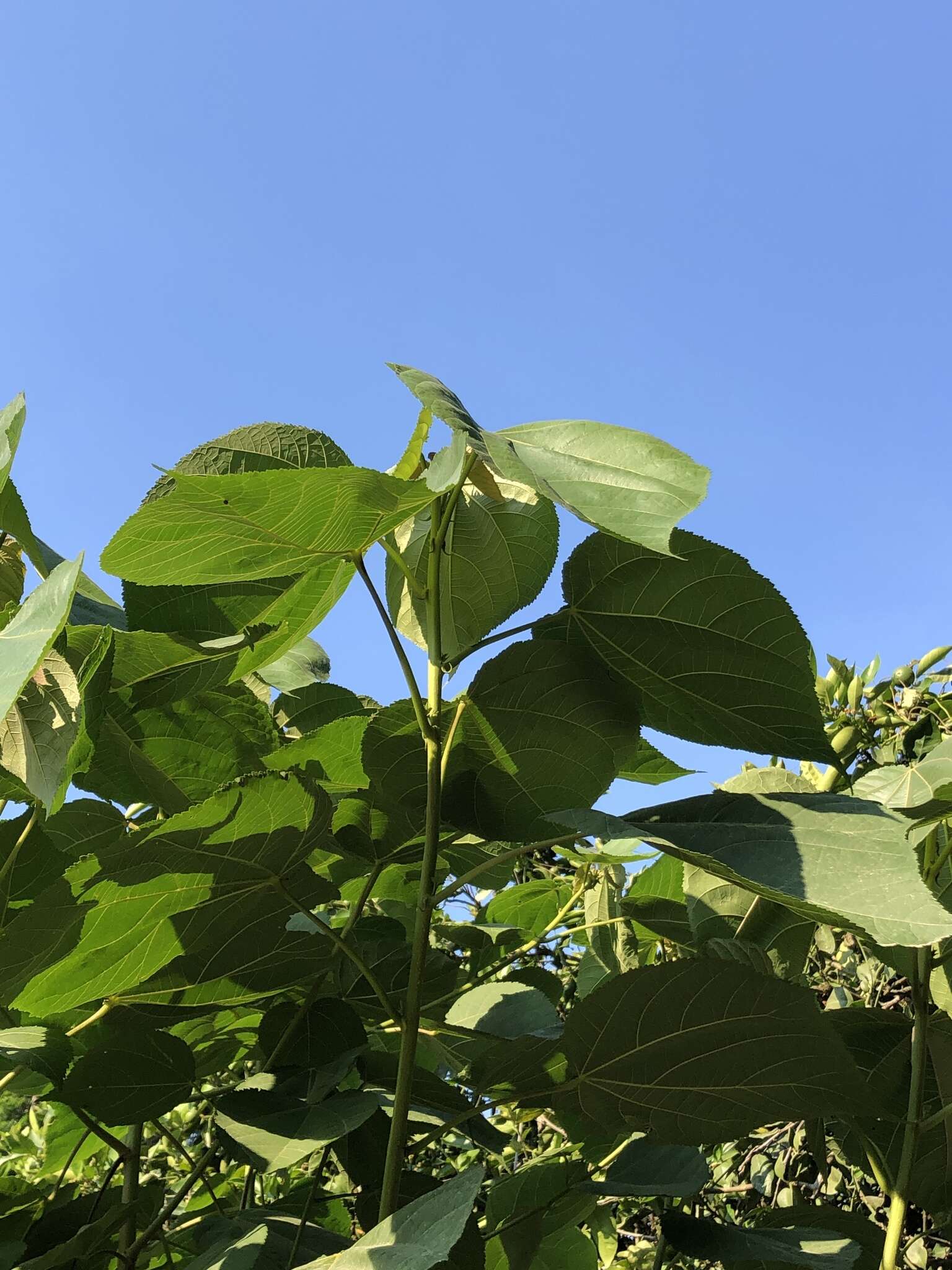 Image de Heliocarpus donnellsmithii Rose ex J. D. Sm.