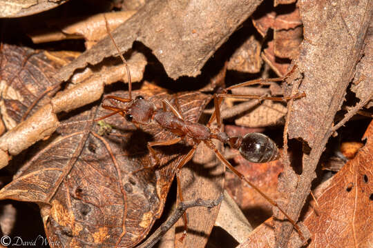 Image of Myrmecia mjobergi Forel 1915