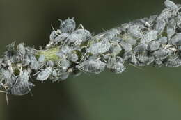 Image of Aphid