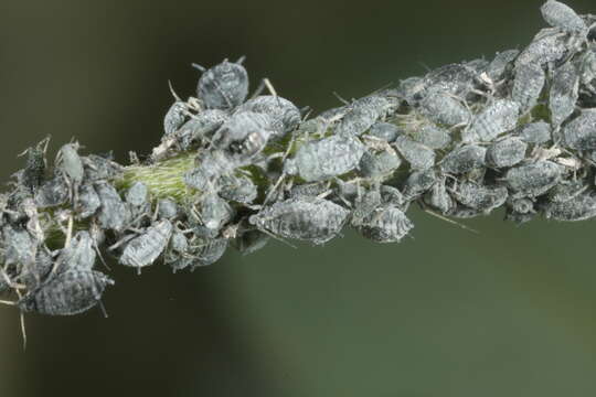 Image of Aphid