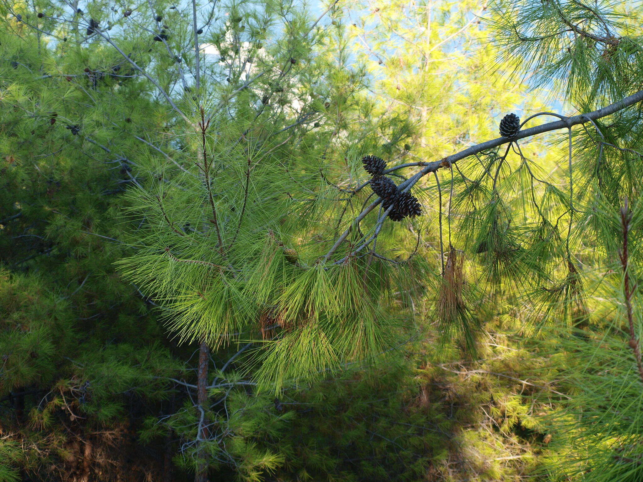 Image of Brutia Pine