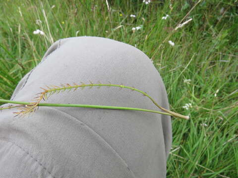 Image of Carum verticillatum (L.) W. D. J. Koch