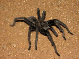 Image of Aphonopelma gabeli Smith 1995