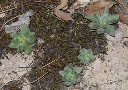 Imagem de Echeveria schaffneri (S. Wats.) Rose