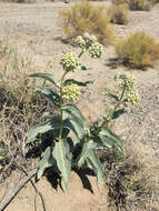 Asclepias erosa Torr.的圖片