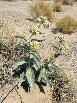 Asclepias erosa Torr.的圖片