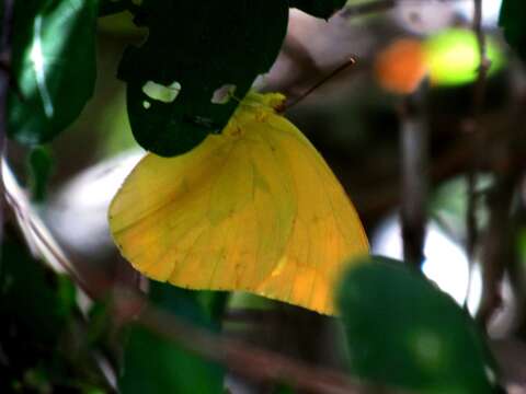 Image of Large Orange Sulphur