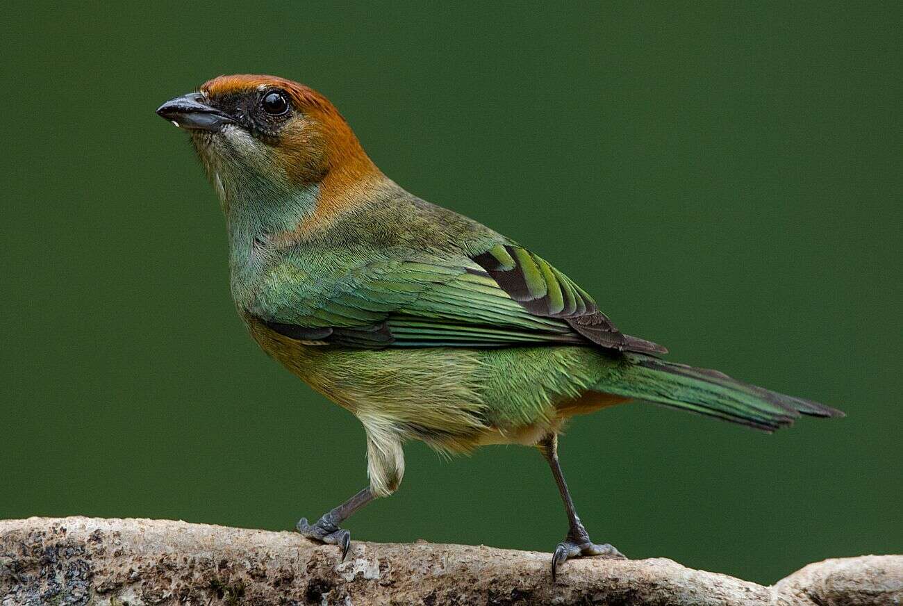 Image of Black-backed Tanager