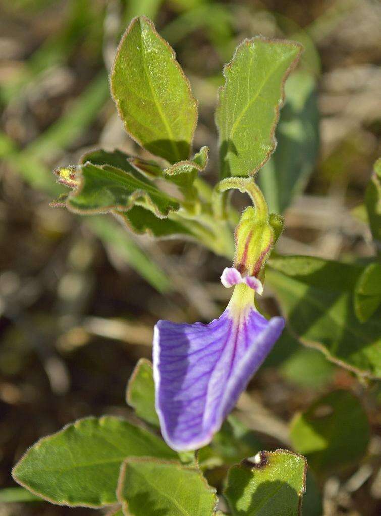 Sivun Hybanthus capensis (Thunb.) Engl. kuva