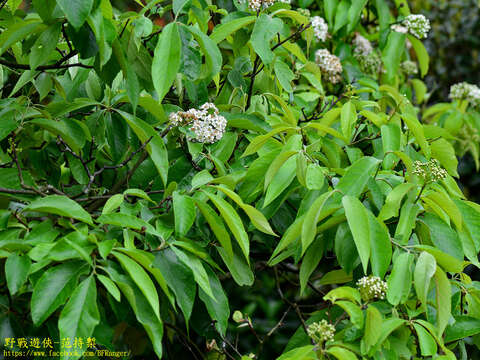 Photinia beauverdiana C. K. Schneid.的圖片