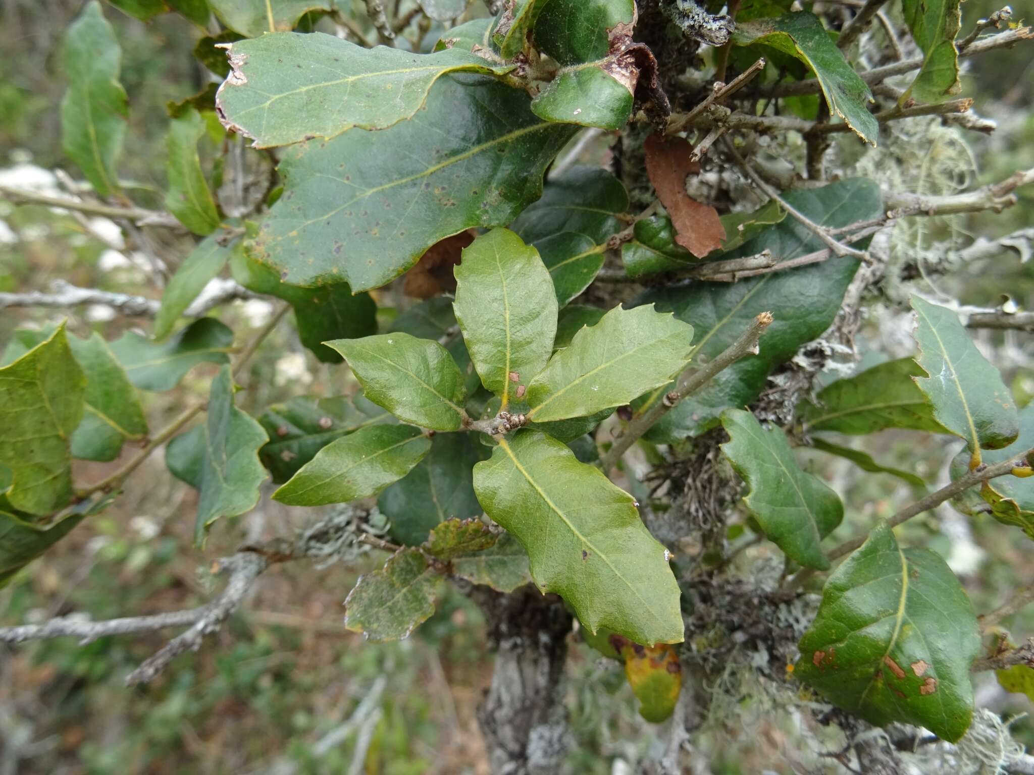 Слика од Quercus sebifera Trel.