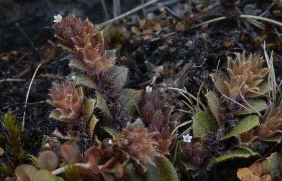 Image of Myosotis antarctica Hook. fil.