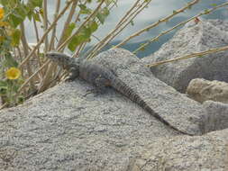 Image of Cape Spinytail Iguana