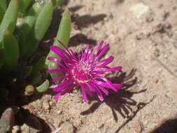 Image of Delosperma obtusum L. Bol.